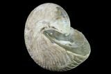 Fossil Nautilus (Cymatoceras) - Madagascar #140435-2